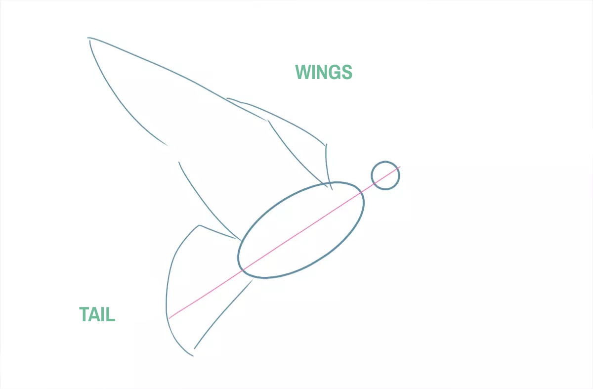 drawing of the tail and wings of a dove
