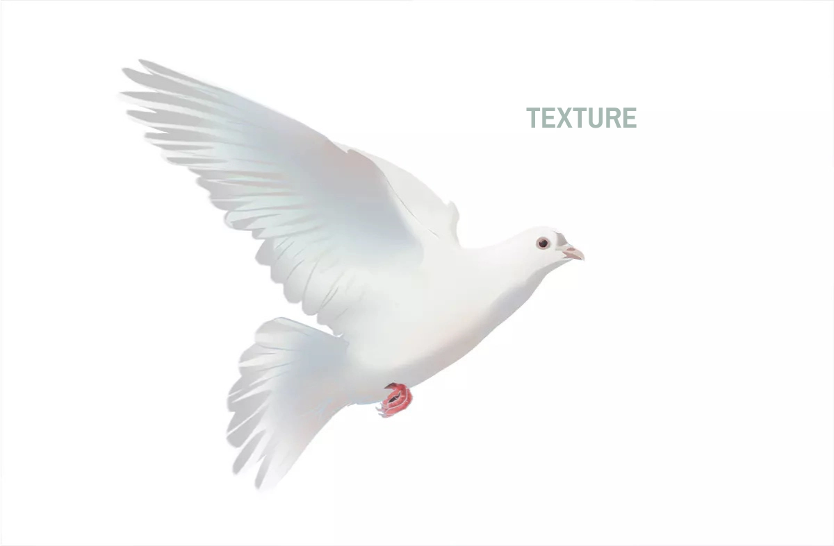 drawing textures of a dove