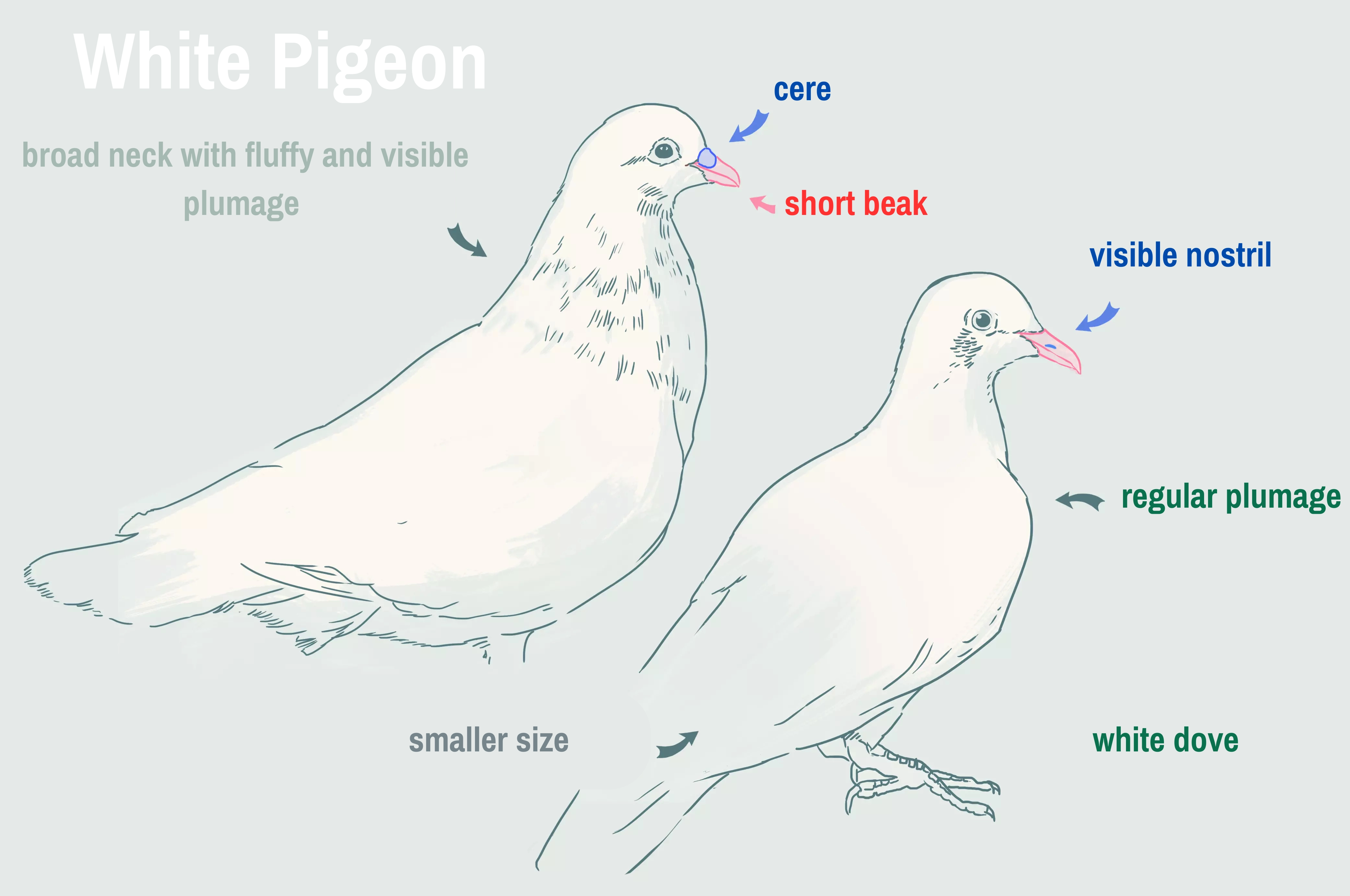 The differences between the dove and the pigeon.