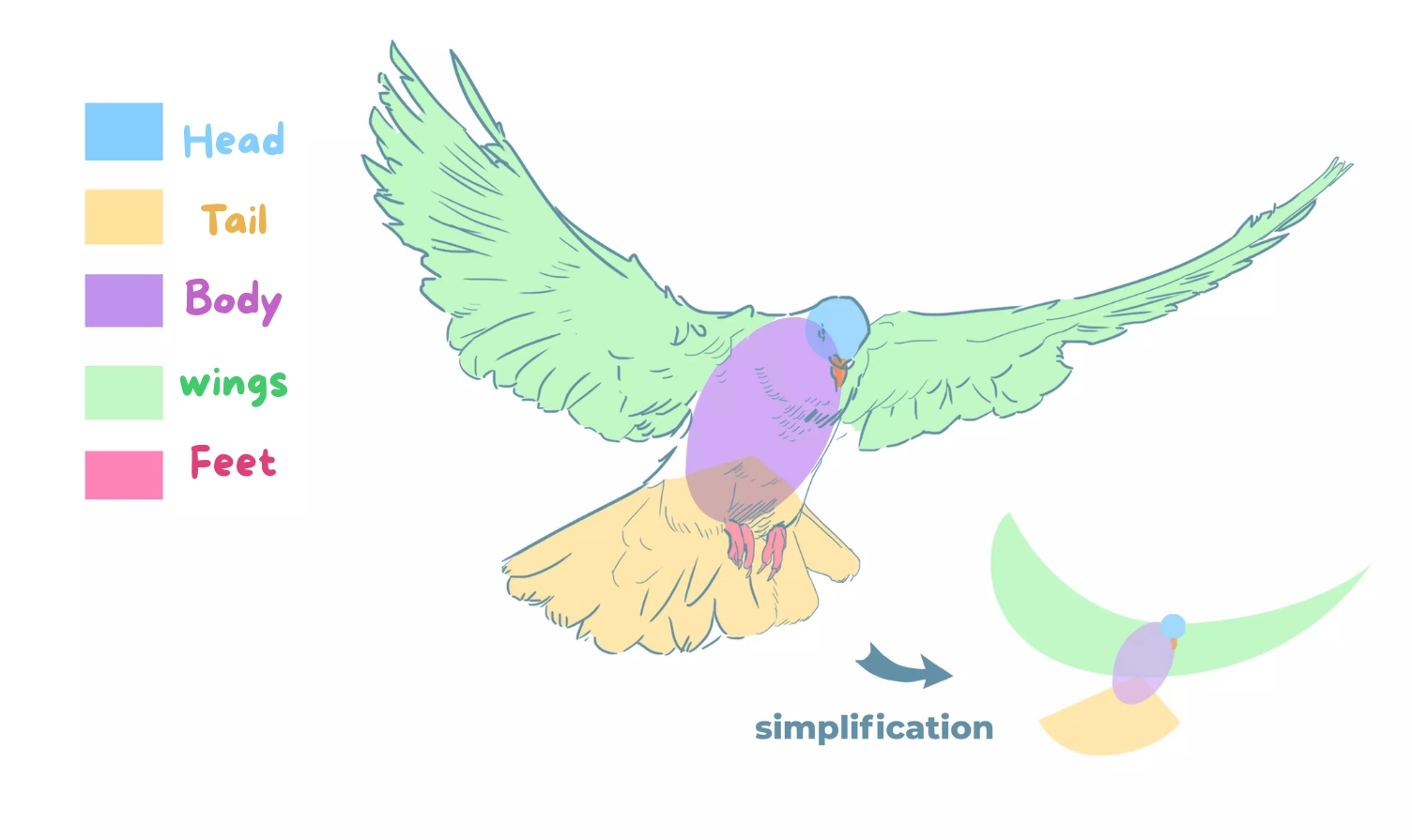 drawing of the limbs of a dove in flight
