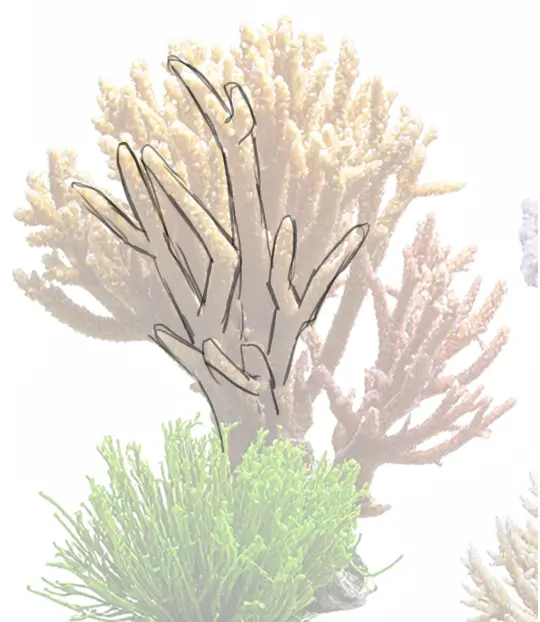 dessiner la base d’un corail