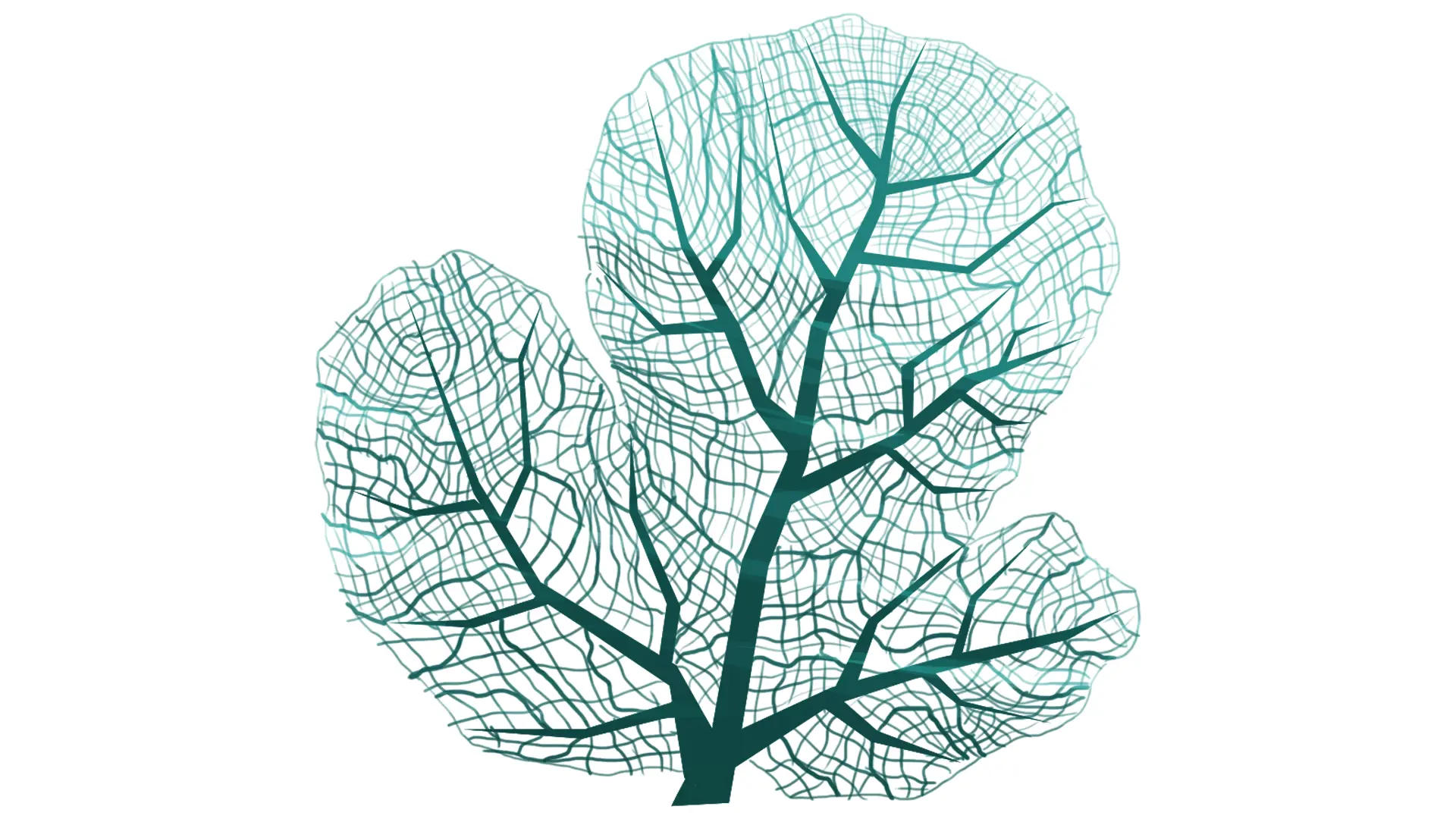 dessin d’un corail gorgone éventail