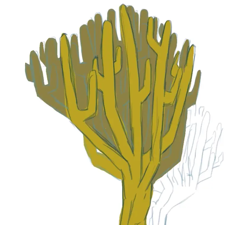 dessiner la couleur d’un corail