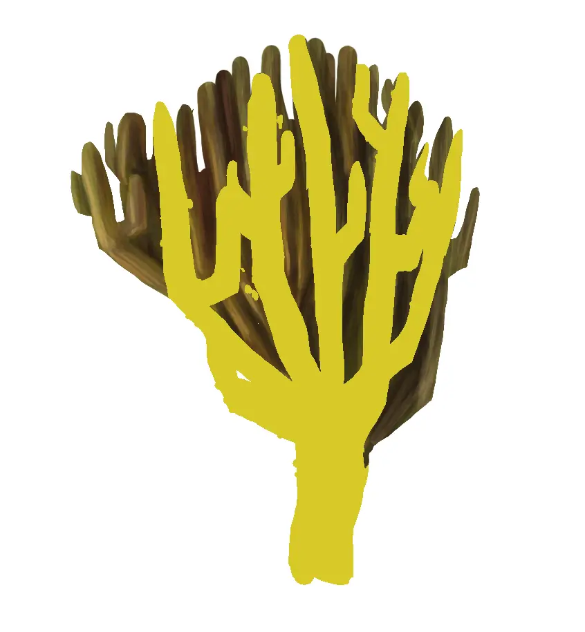 dessiner les ombres d’un corail