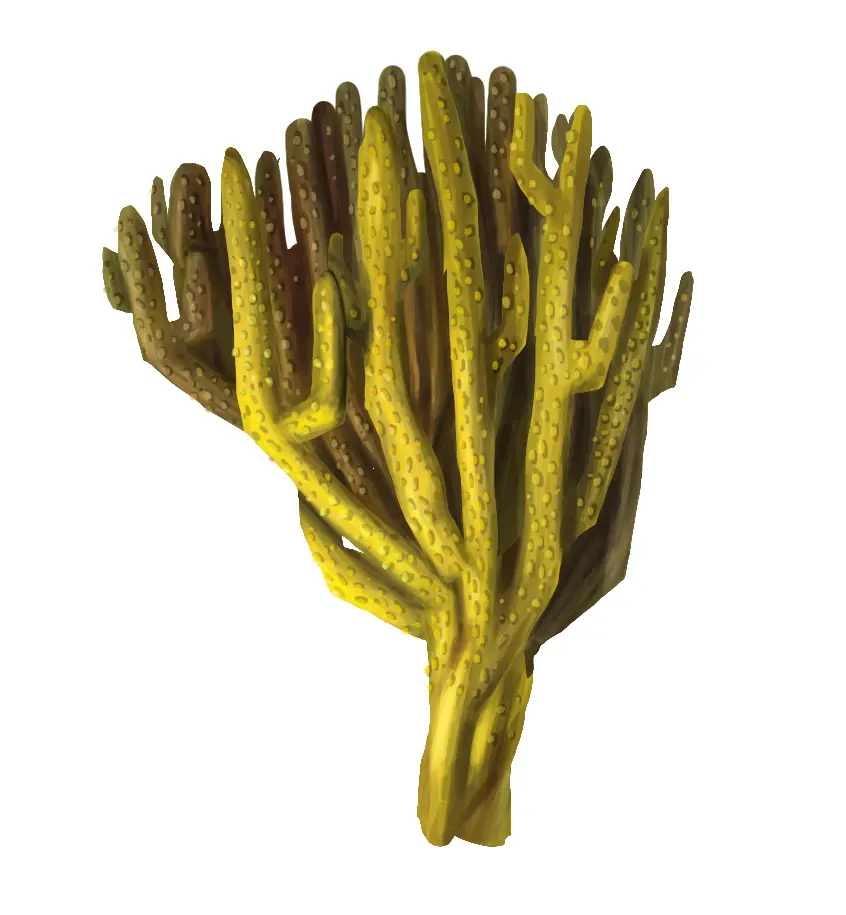 dessiner la texture d’un corail