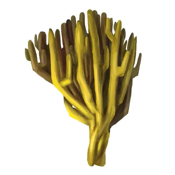 dessiner le volume d’un corail