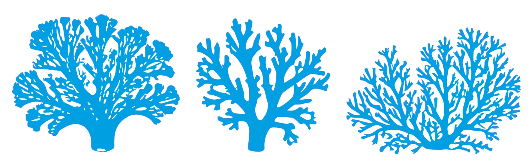 exemples de formes de coraux