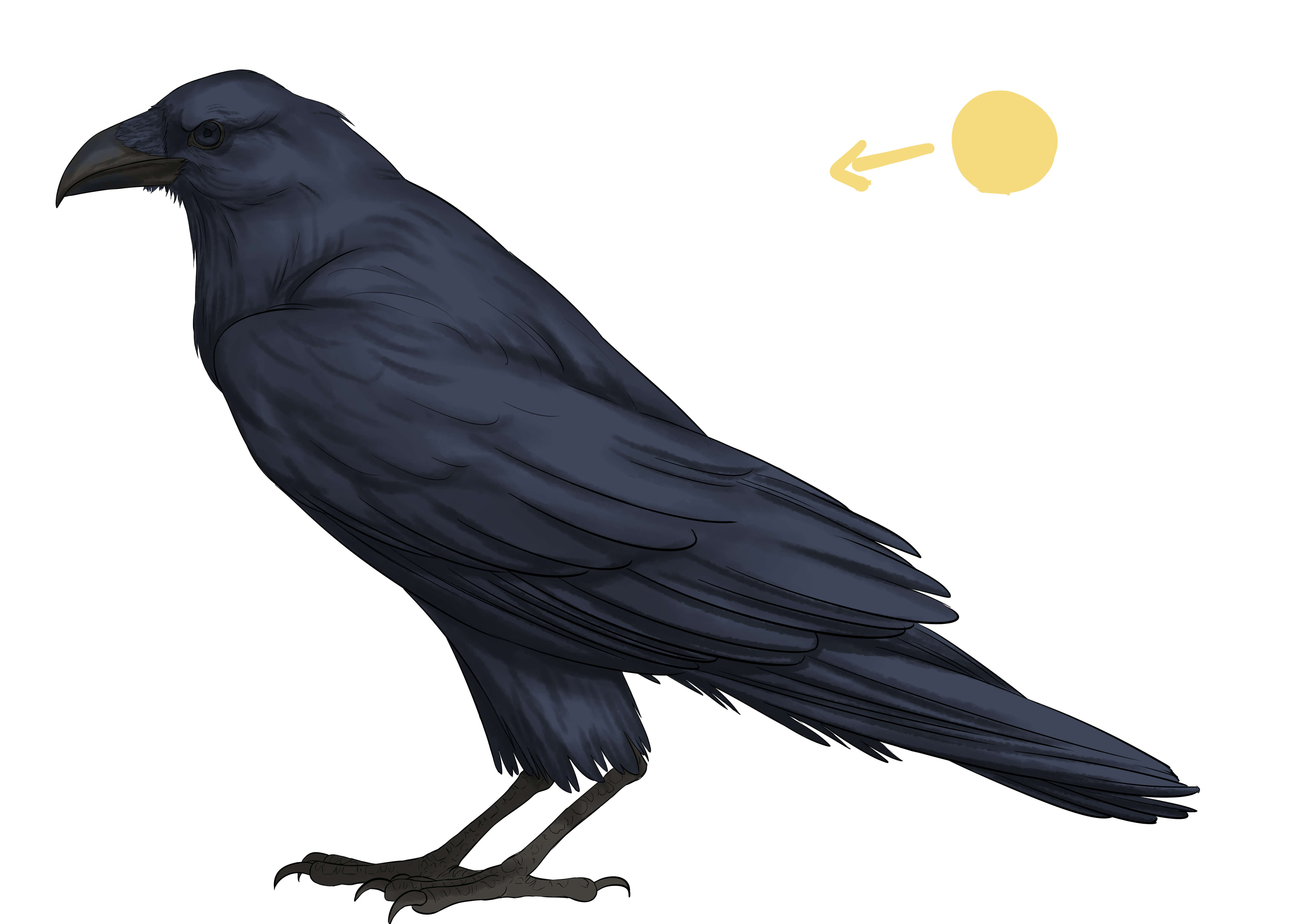 dessiner les ombres du corps d'un corbeau