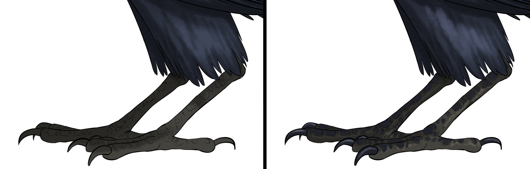 dessiner les ombres des pattes d'un corbeau