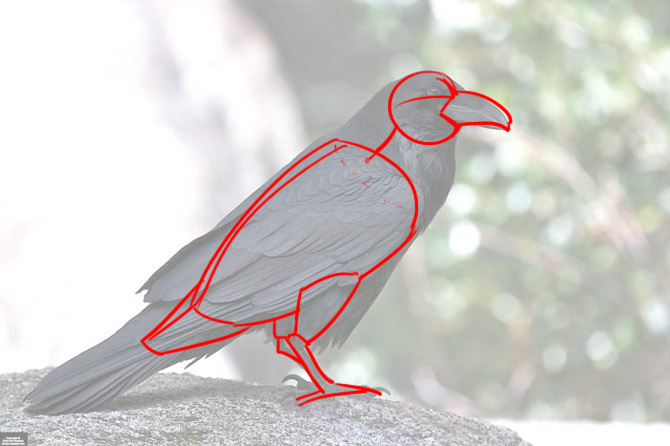 Observation sur notre corbeau