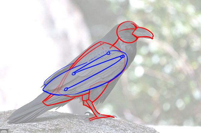 Suite de l'observation de notre image de corbeau