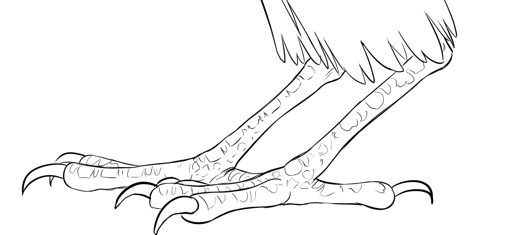 Dessin de corbeau, le détail des pattes