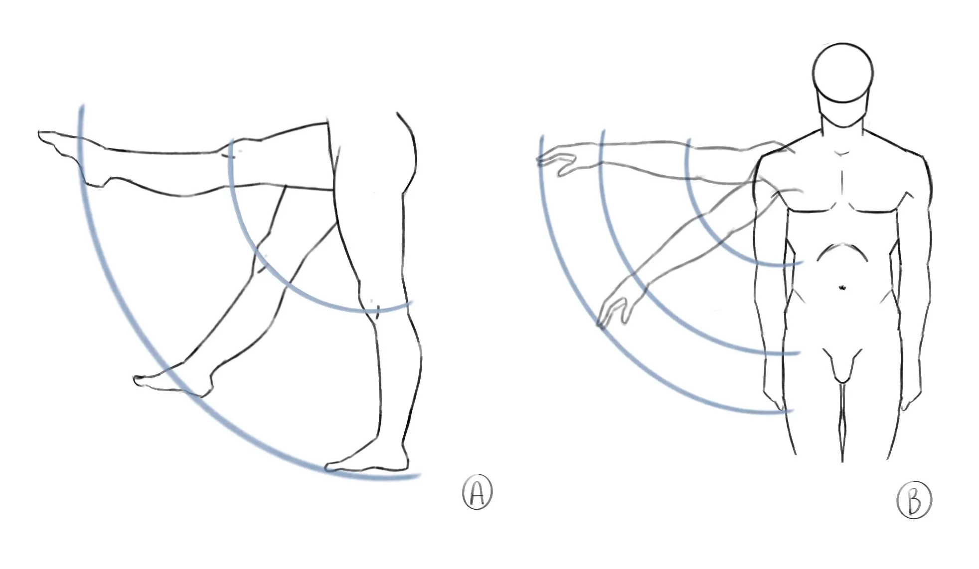 dessin de la règle des cercles du corps humain
