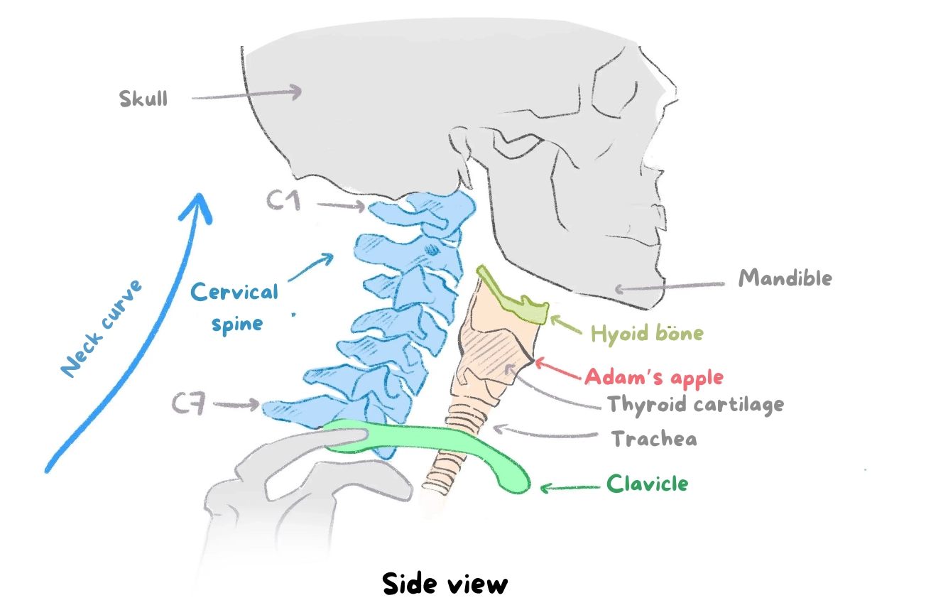 diagram of the bones of the neck