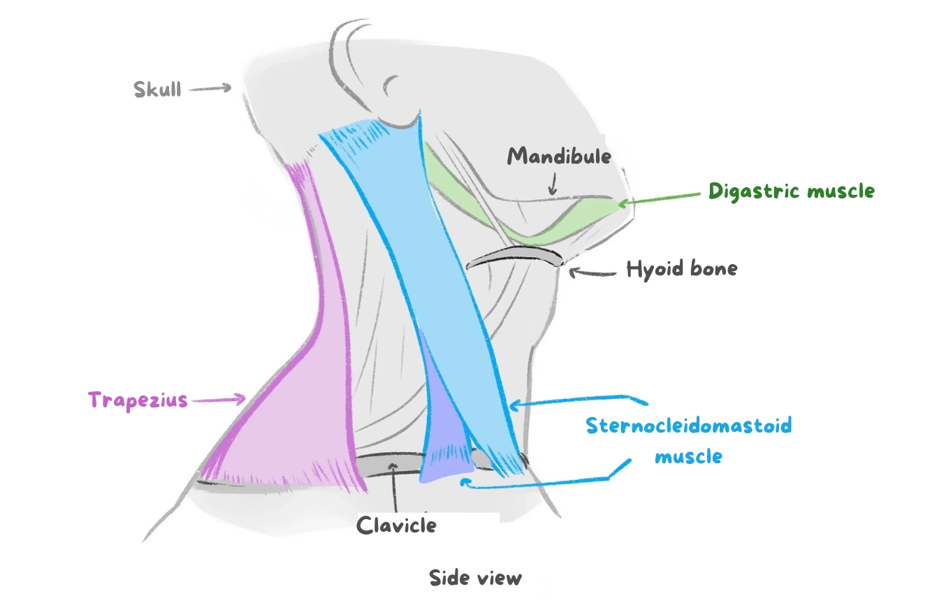 neck bones and muscles profile diagram