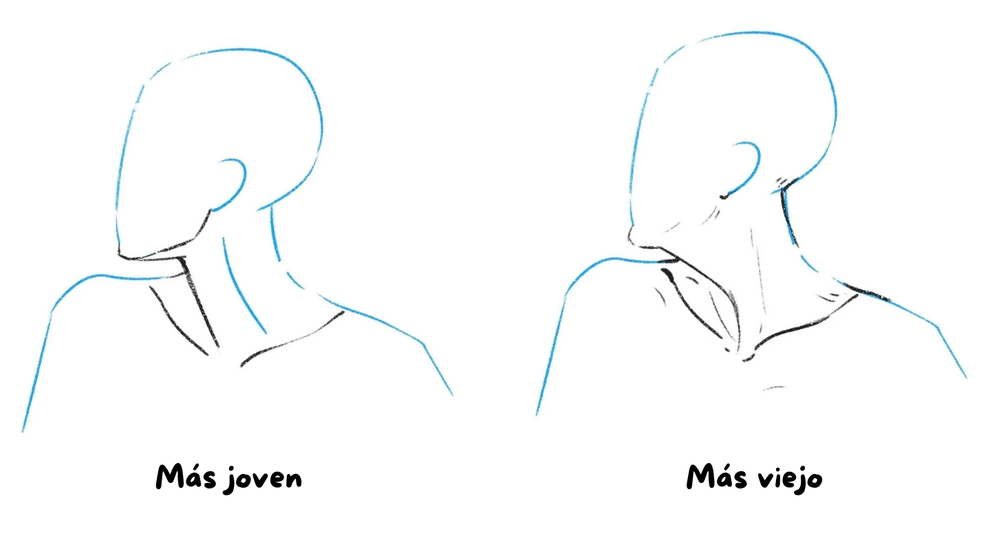 Aprende Cómo Dibujar Cuellos: Anatomía y Tipos