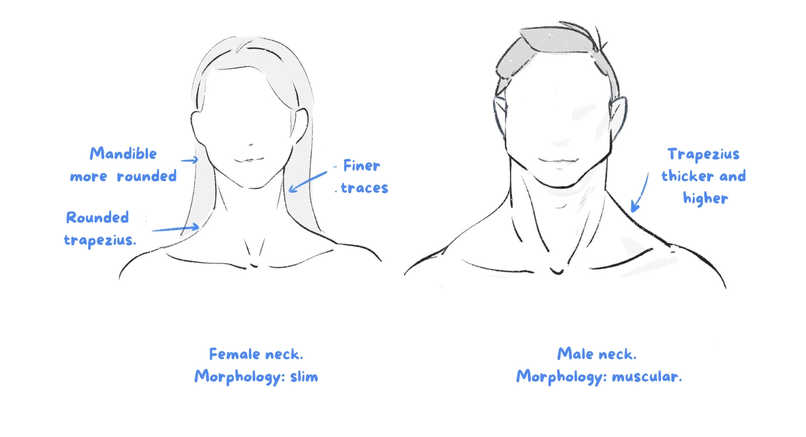 the differences between the neck of a man and of a woman