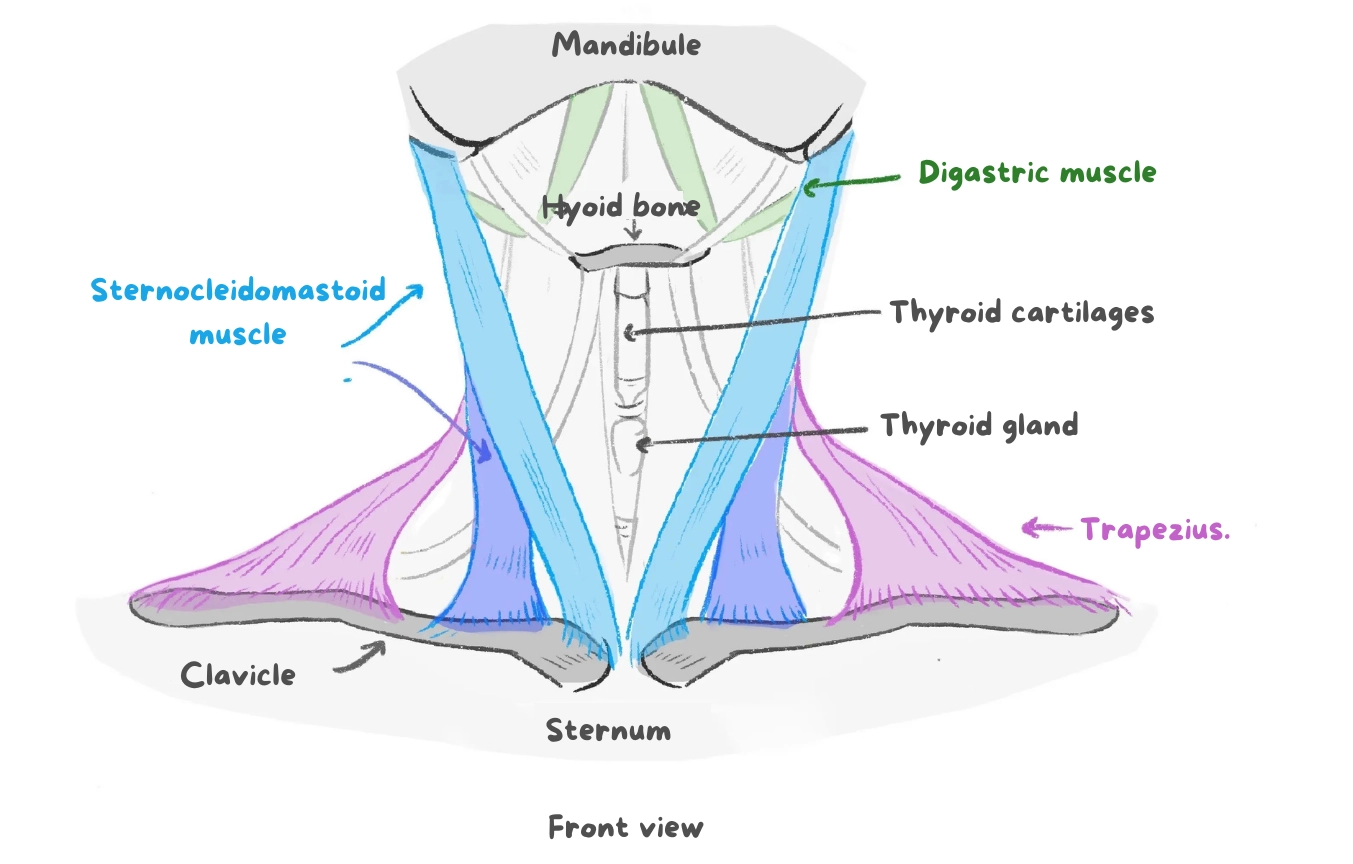 diagram of the neck muscles