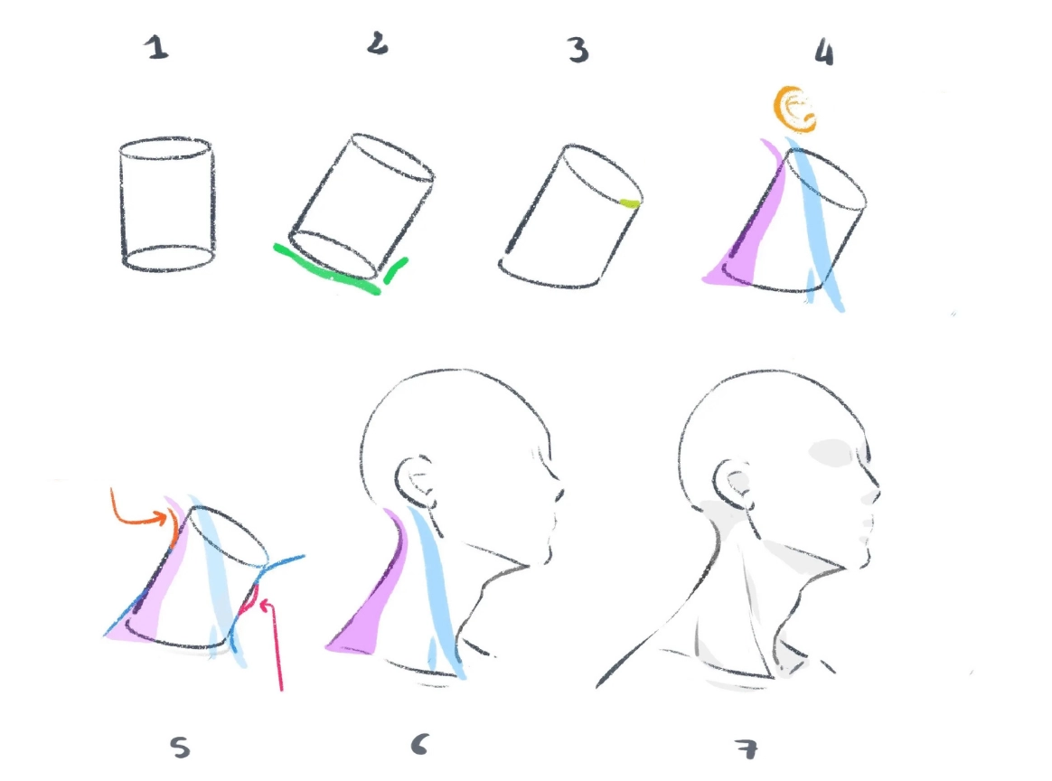 drawing a neck in profile
