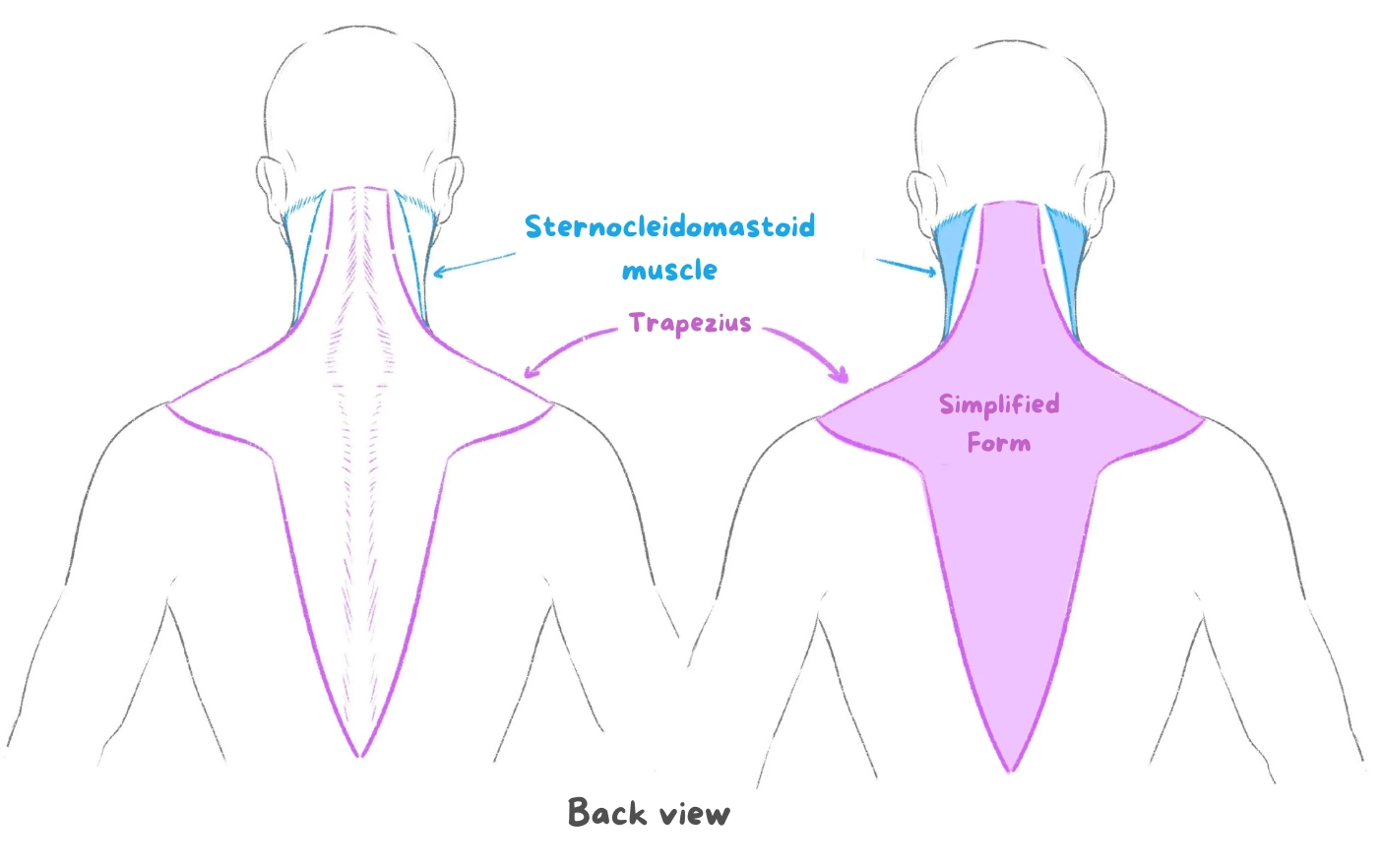 diagram of the trapezius muscle