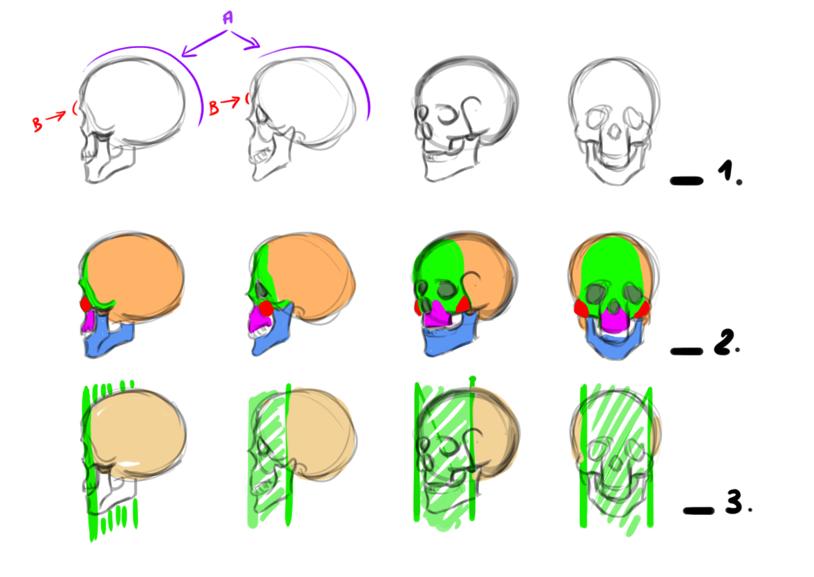 croquis de crânes sous différents angles