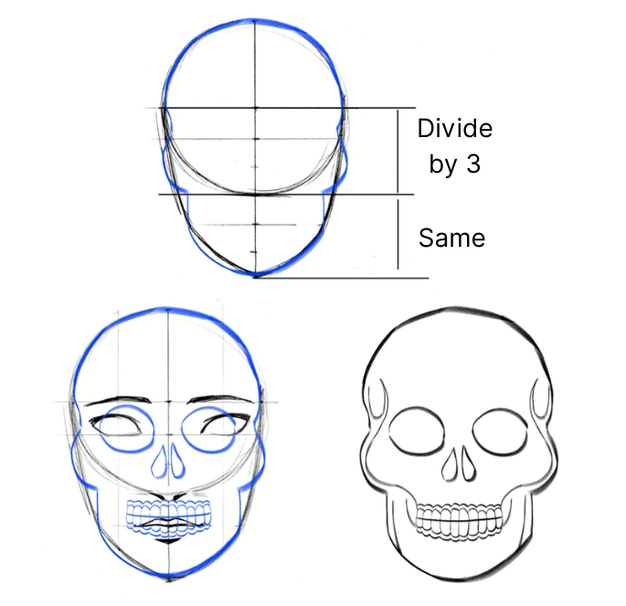 drawing of the proportions of the Mexican skull