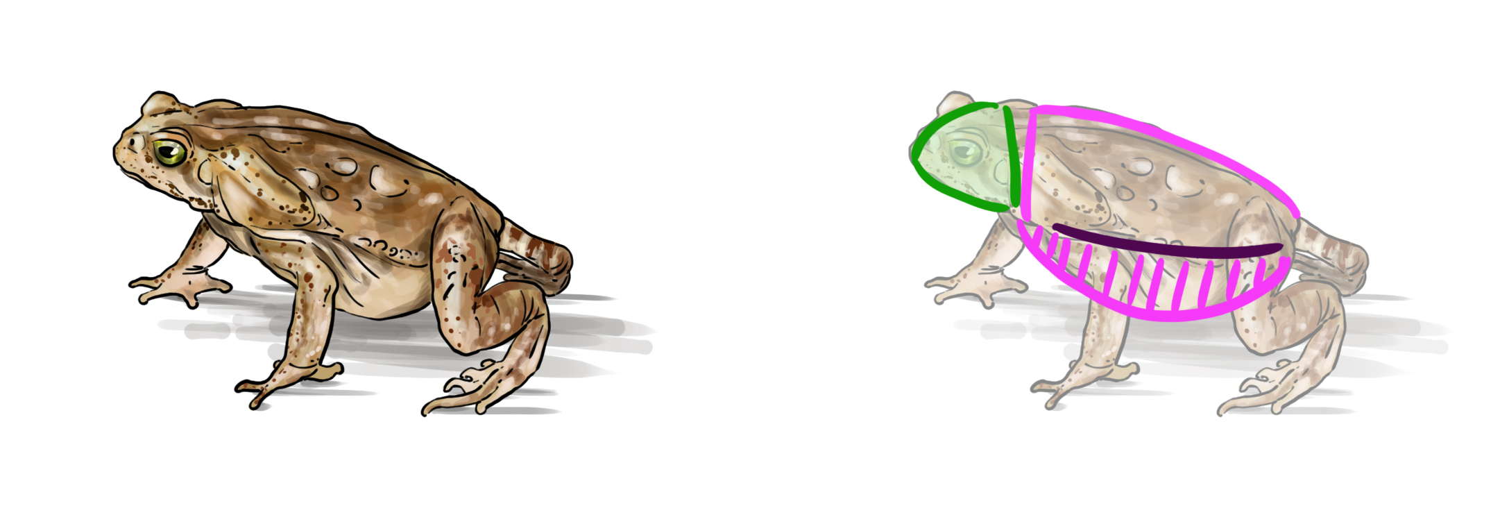 dessiner l’allure du crapaud avec les bonnes proportions 2