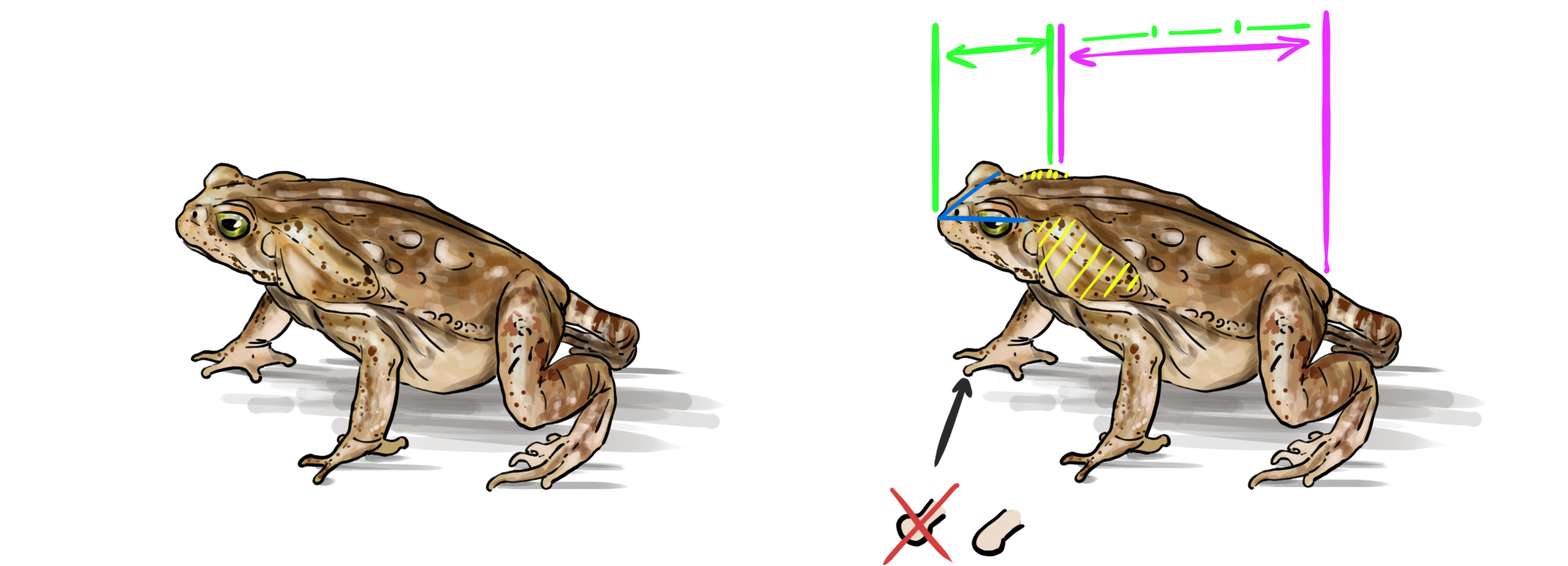 dessiner l’allure du crapaud avec les bonnes proportions