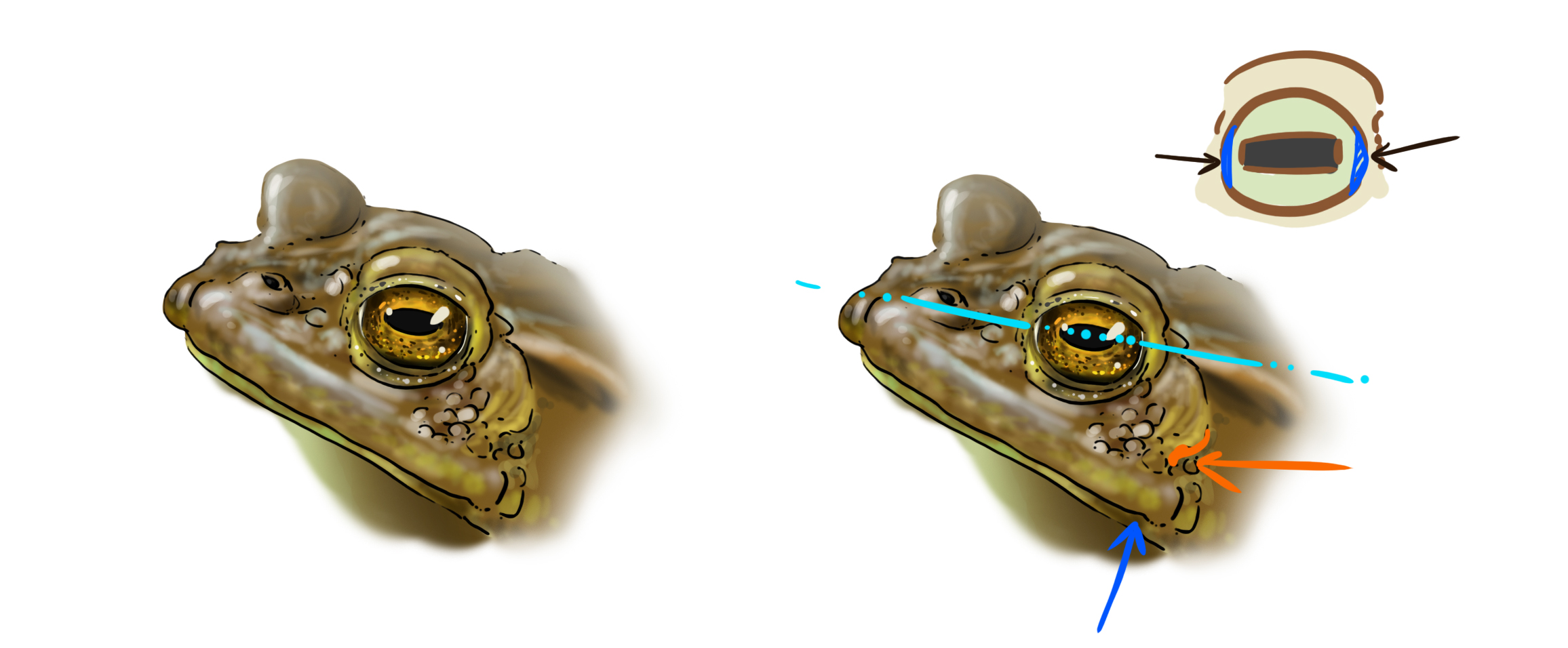 dessiner la tête et l’œil du crapaud en vue de profil