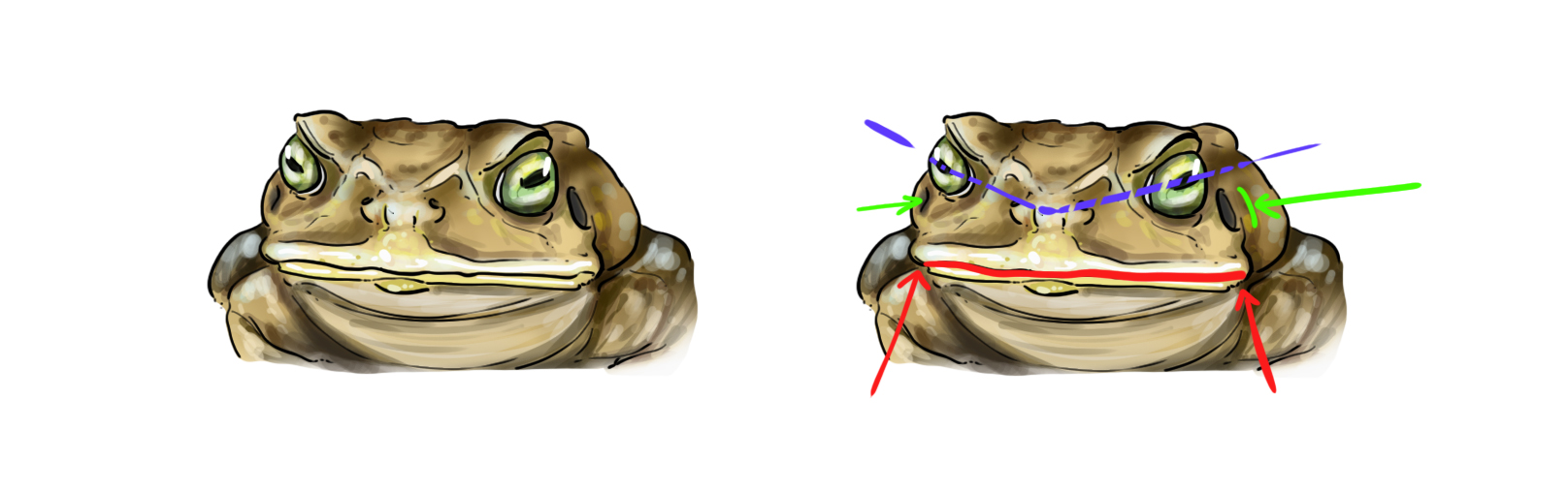 dessiner la tête et les yeux du crapaud en vue de face