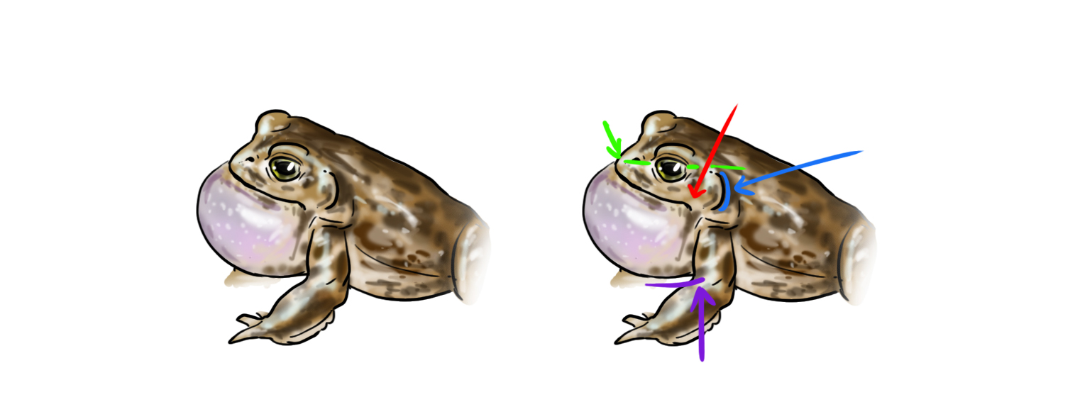 dessiner un crapaud qui coasse