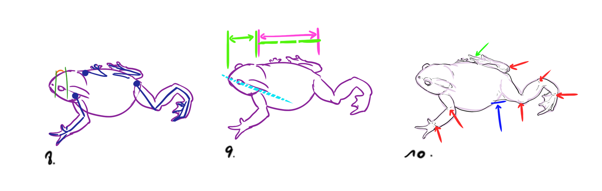 dessiner un crapaud étape 2