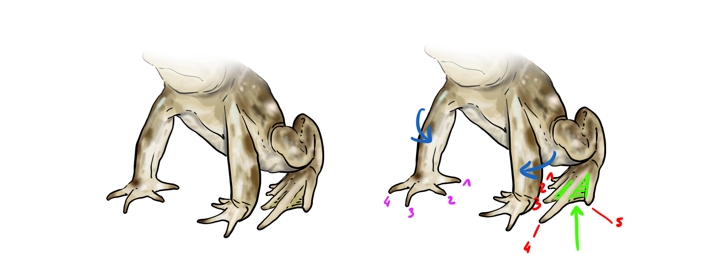 dessiner les pattes du crapaud