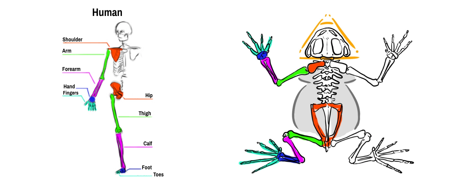 schematic drawing of the toad's skeleton to understand its anatomy