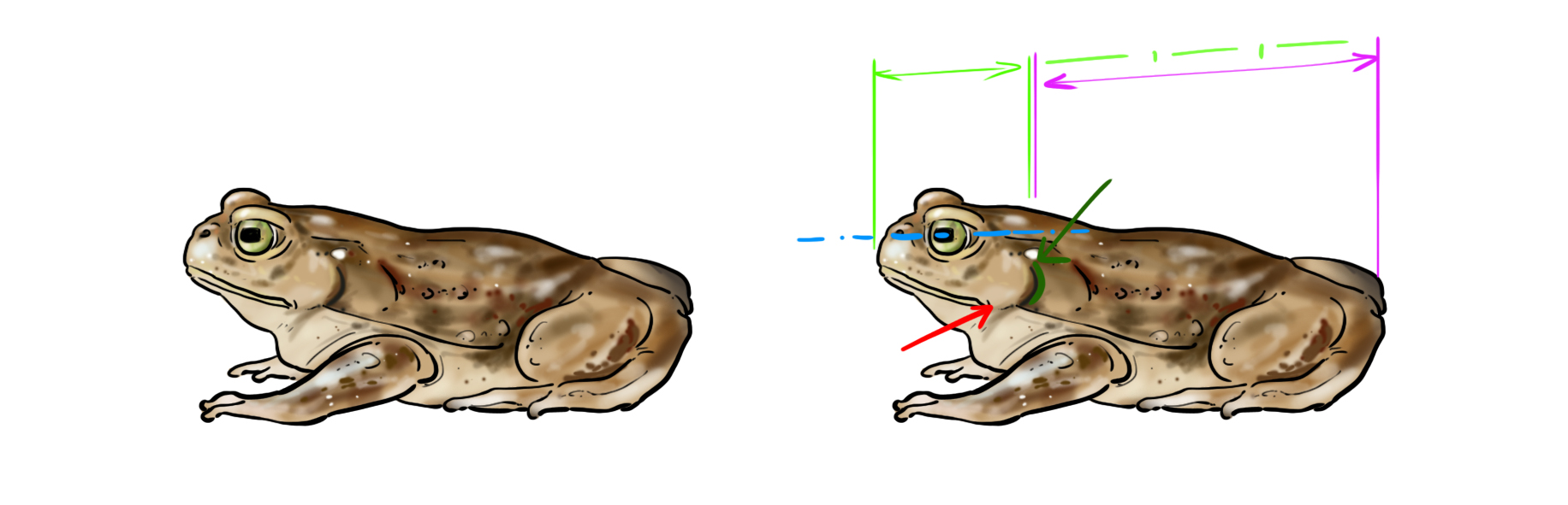 dessin schématique de rappel du crapaud