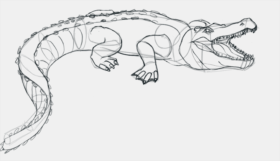 dessiner les détails du crocodile étape 5