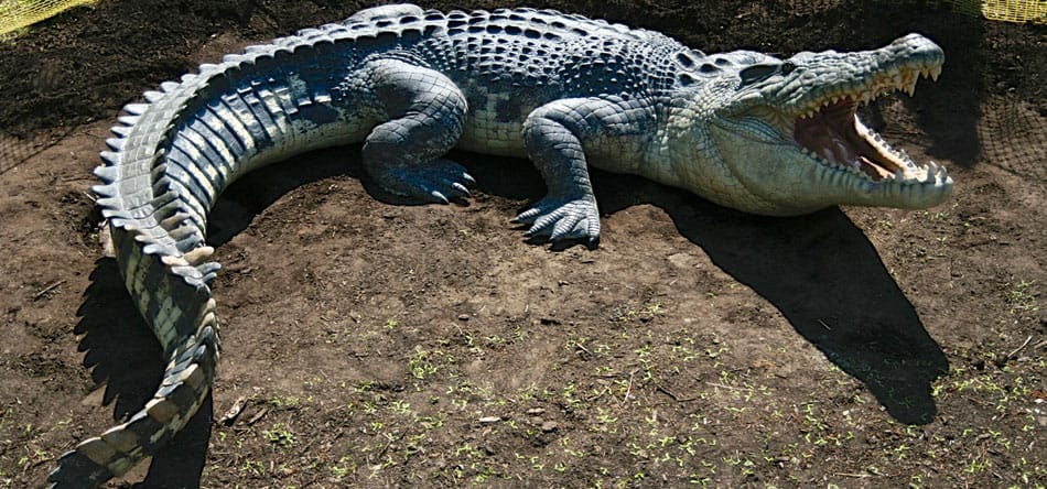 photo de référence pour le dessin de crocodile