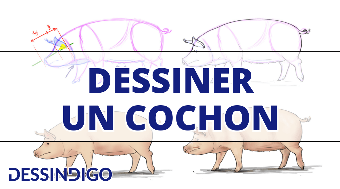Réaliser un dessin de cochon