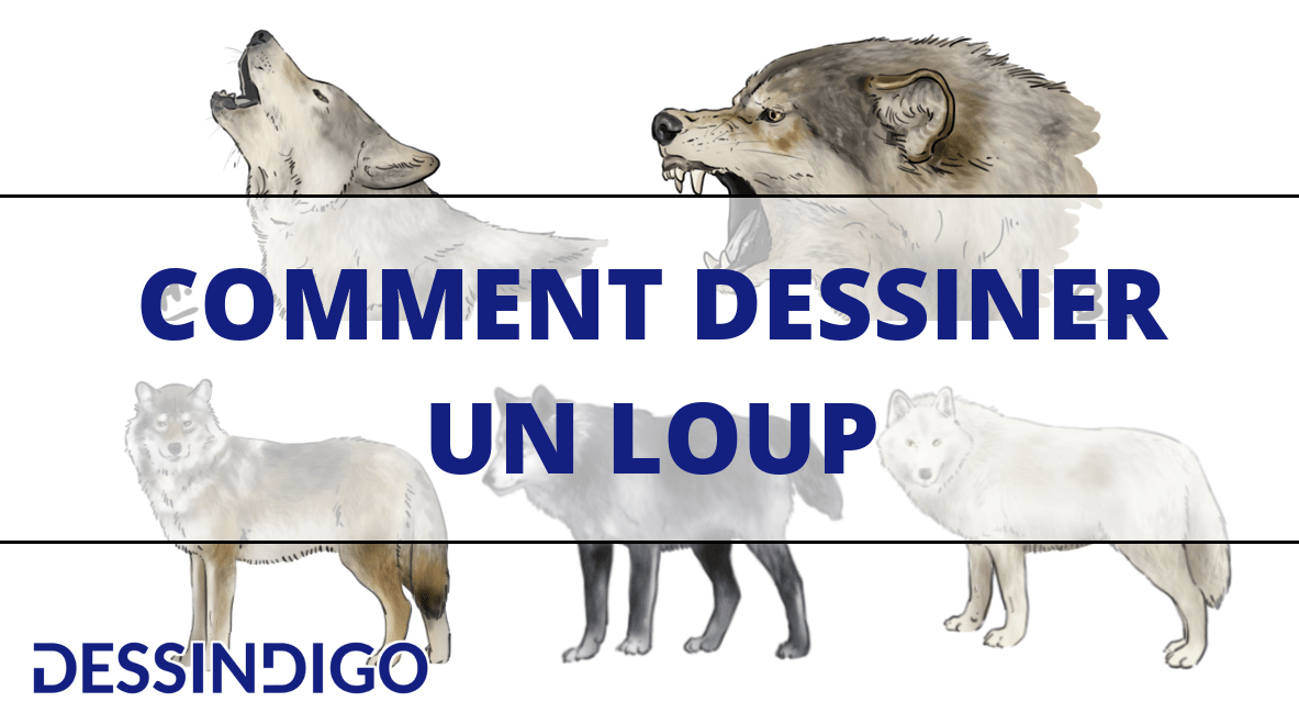 Dessiner un loup