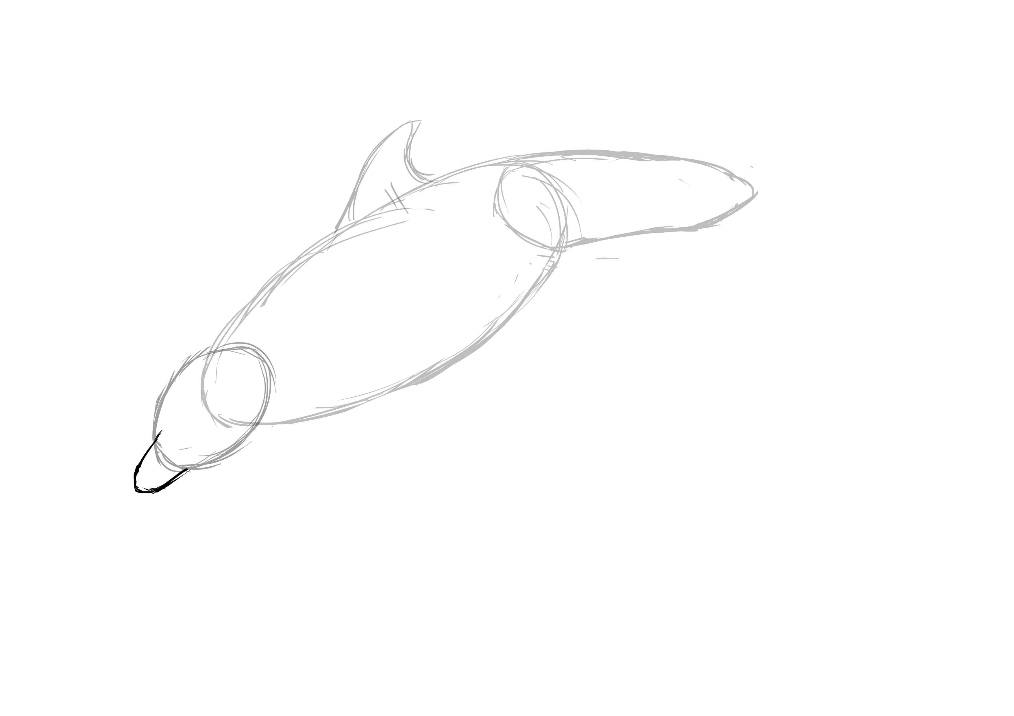 Dessiner le bec du dauphin