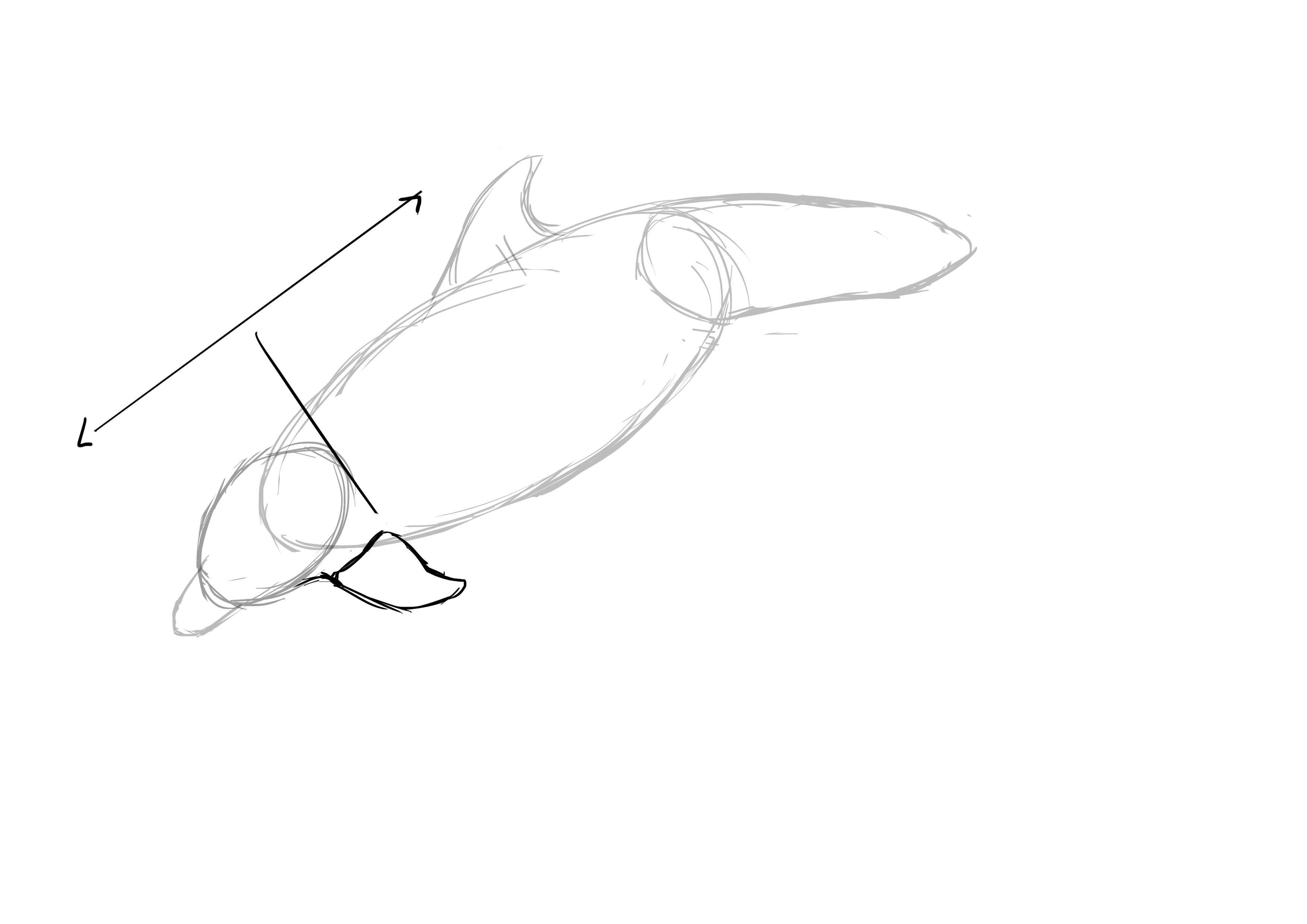 Dessin des nageoires antérieures du dauphin