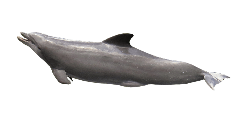 Photo de dauphin entier