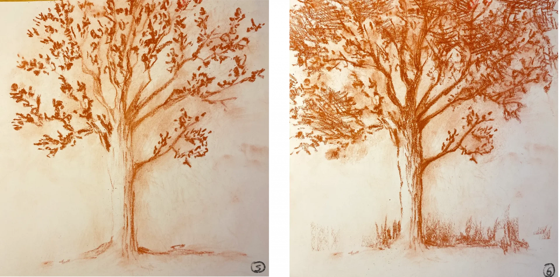 dessin d’un arbre à la sanguine sèche