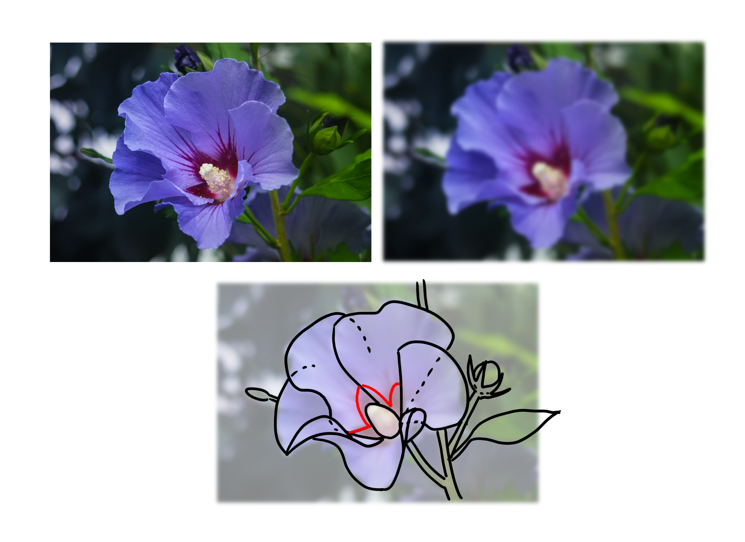 analyse de la forme de la fleur à dessiner