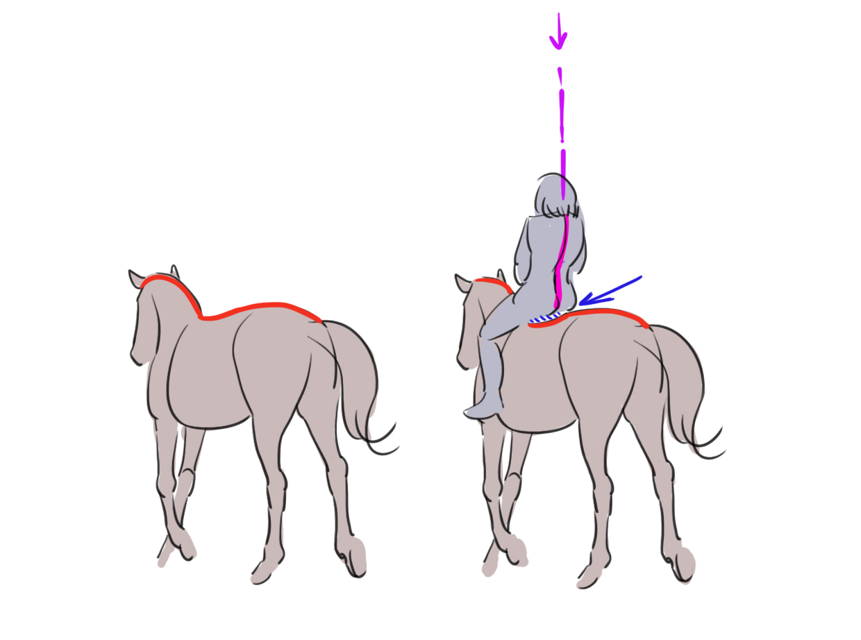 croquis du cheval et du cavalier 3