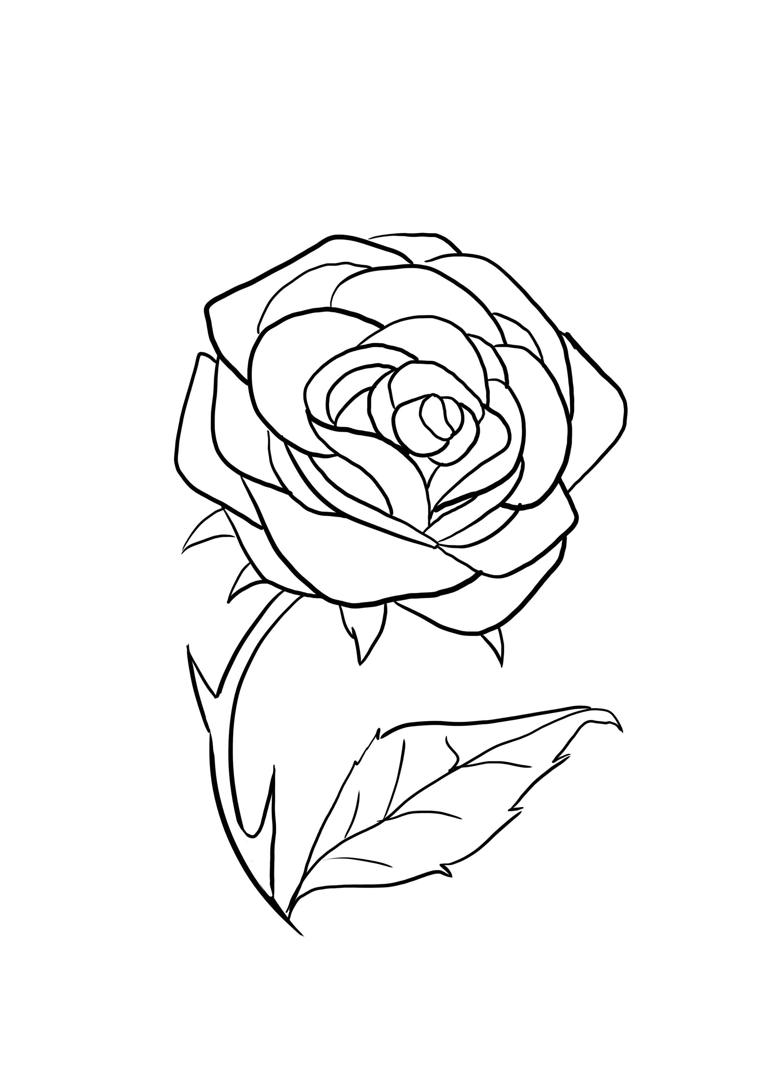 dessin difficile : rose étape 11