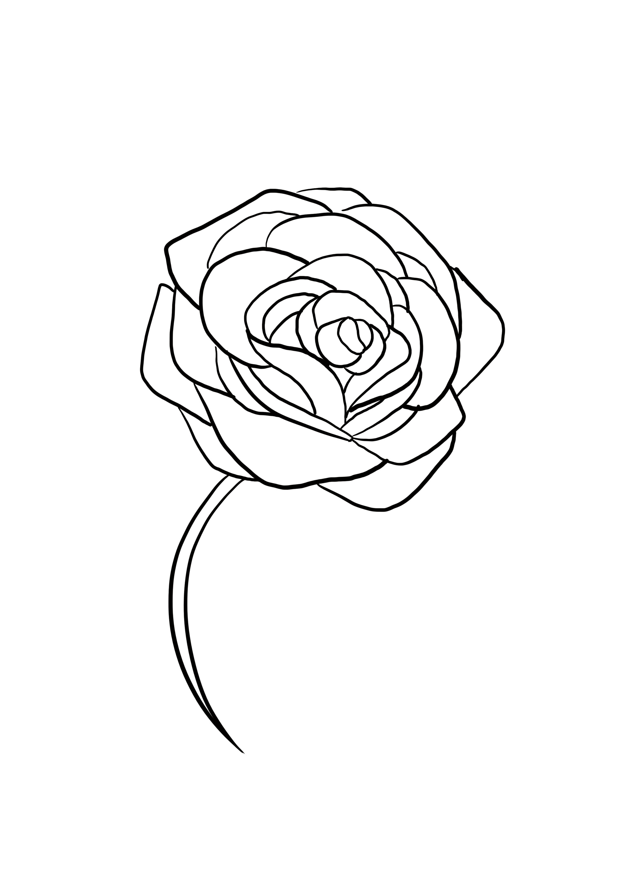 dessin difficile : rose étape 7