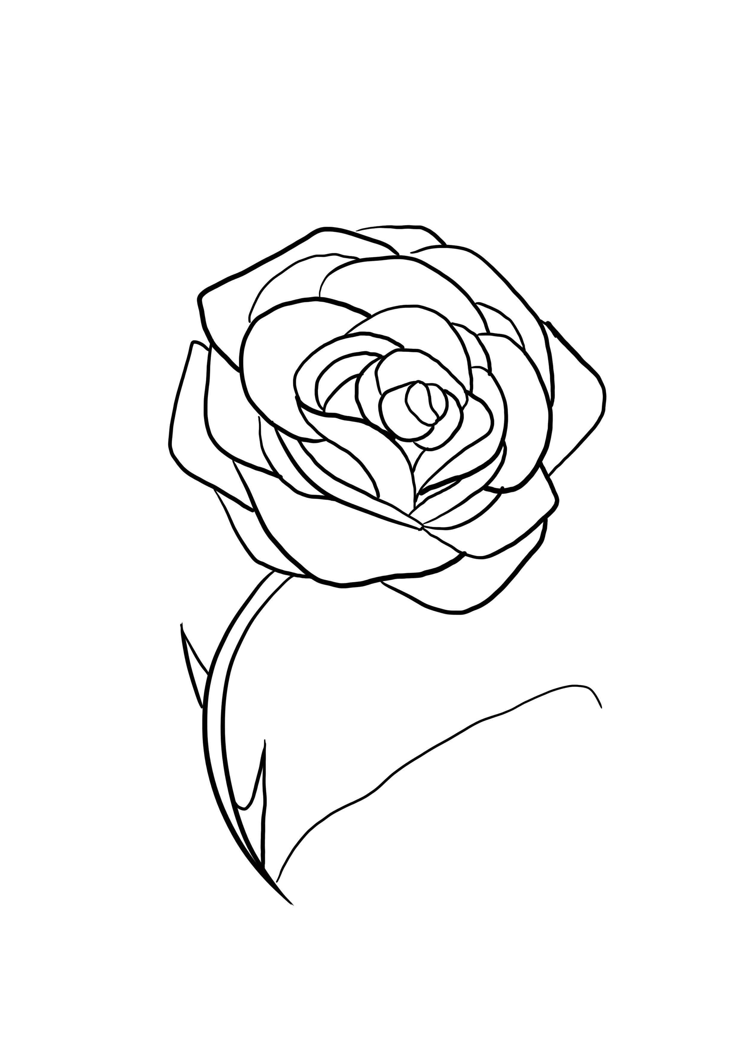 dessin difficile : rose étape 8