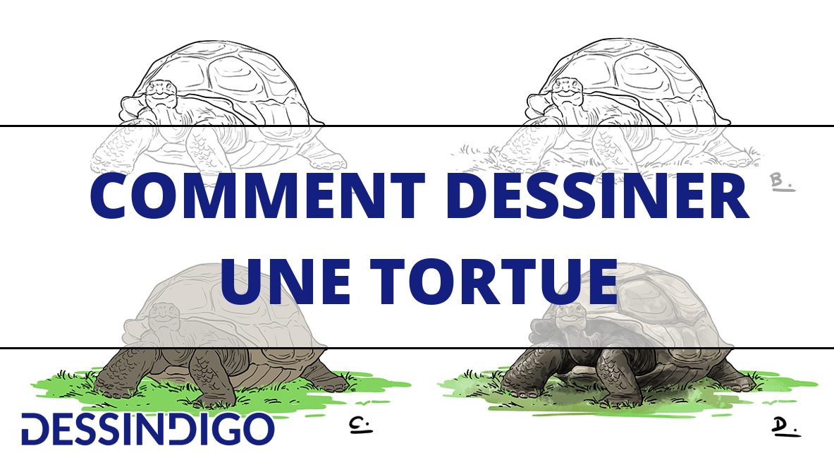 Réaliser un dessin de tortue