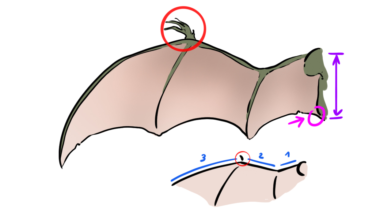 dessiner les ailes du dragon